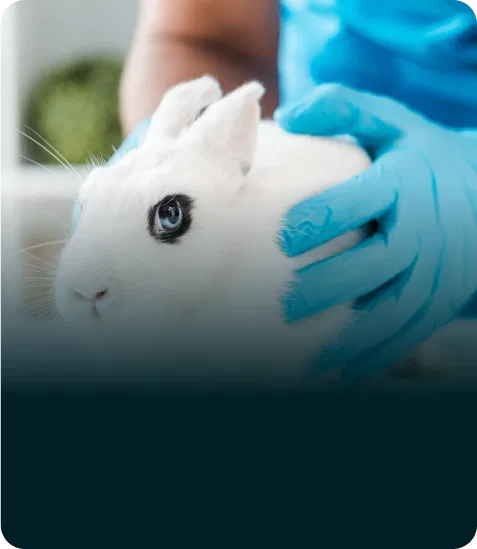 Testy na zwierzętach w branży środków czystości nadal istnieją